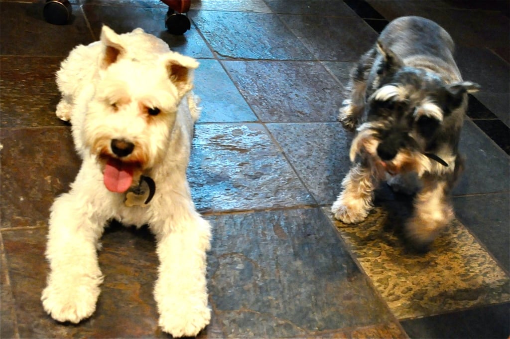 one white and one black miniature schnauzer in the kitchen