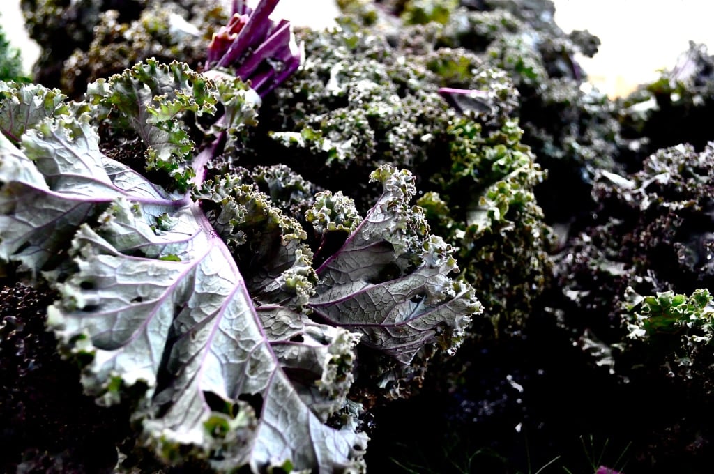 kale chips