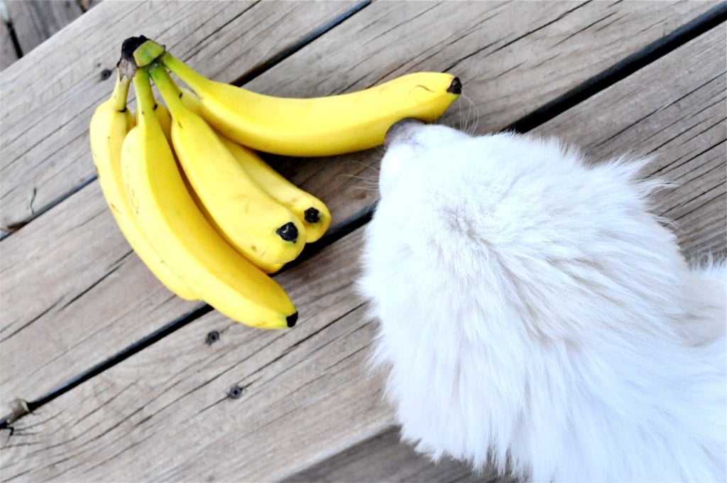 a bunch of unpeeled bananas on a wooden table with a white puppy sniffing them