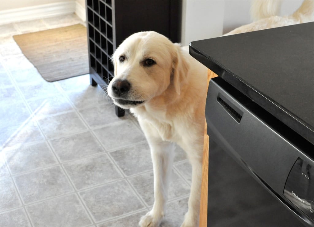 a white dog peeking around the kitchen counter
