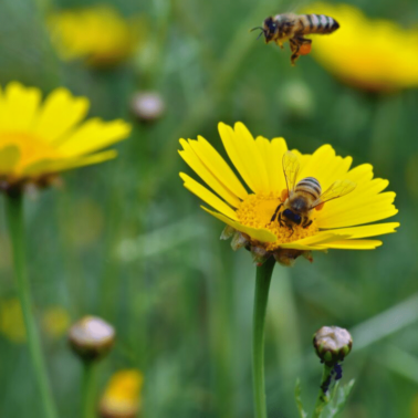 two bees pollinating yellow flowers