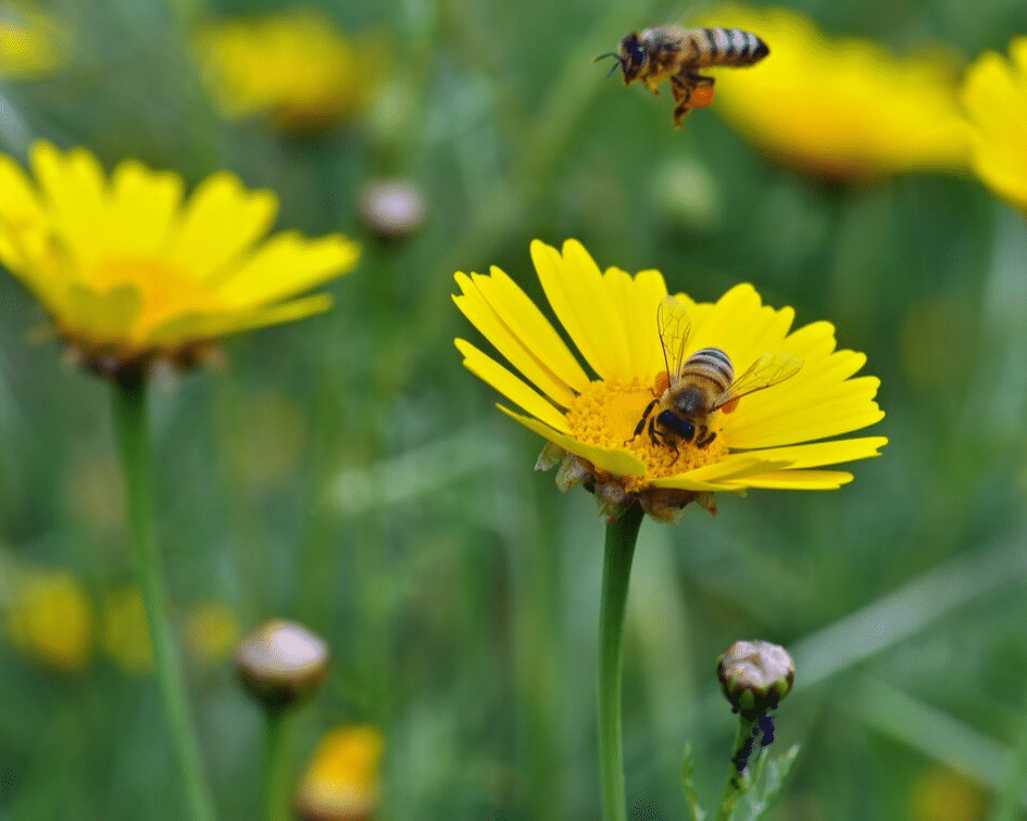 two bees pollinating yellow flowers