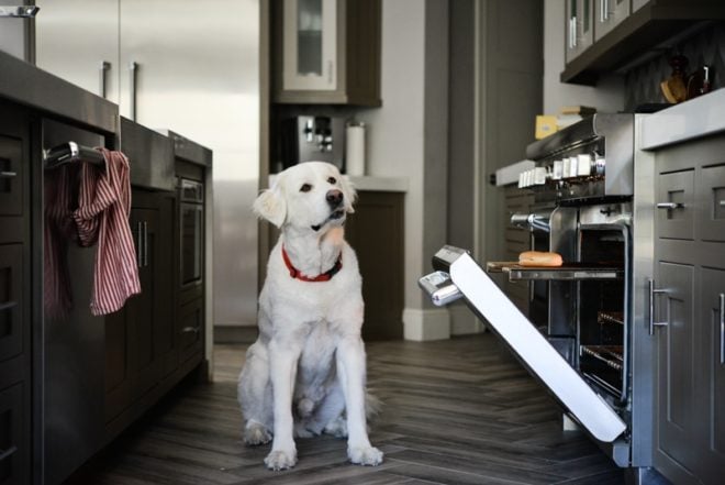 a large white dog in a kitchen staring at an open oven with a hotdog bun in it