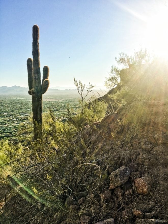 cactus at sunset