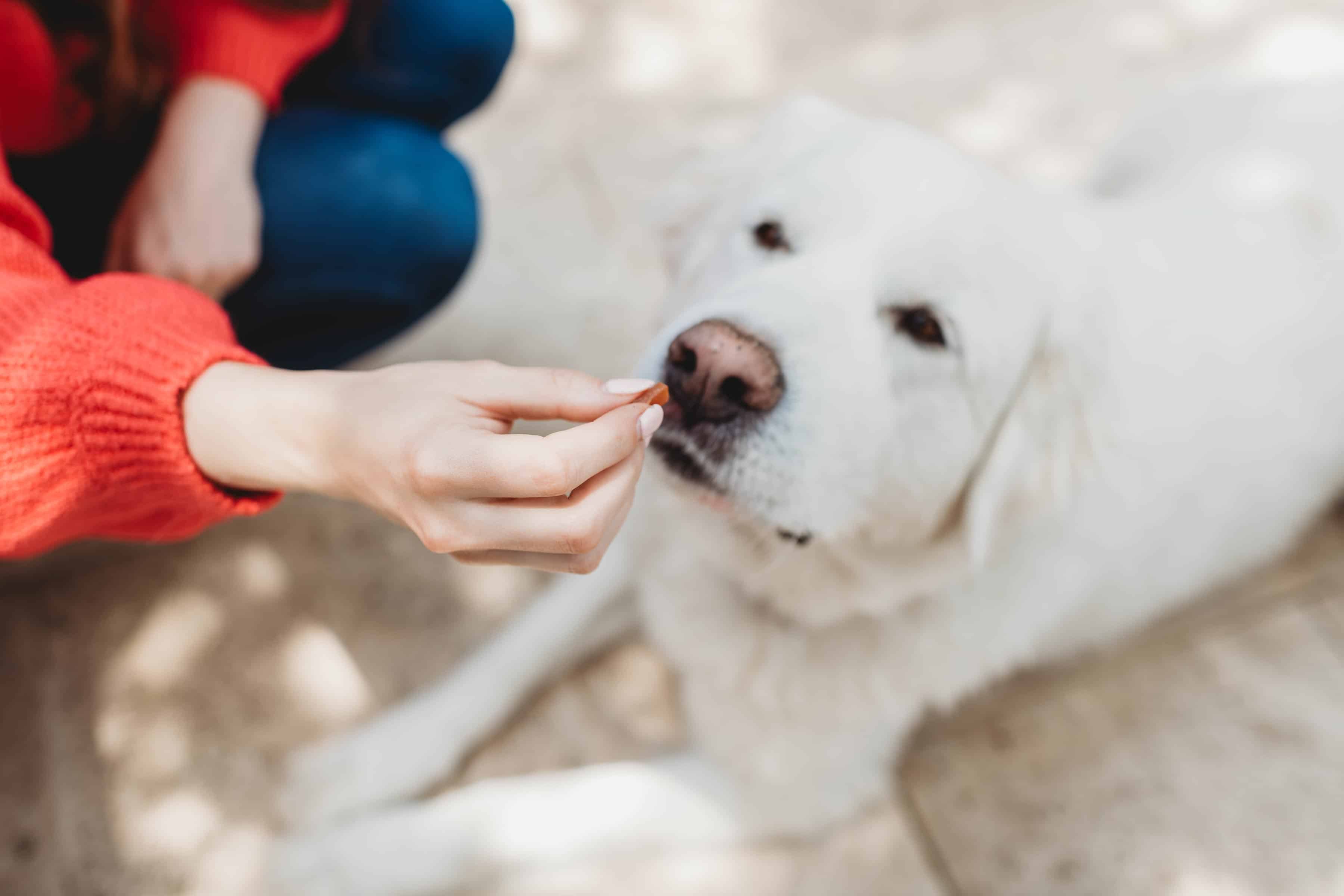 how to find the healthiest dog food large white dog getting treats