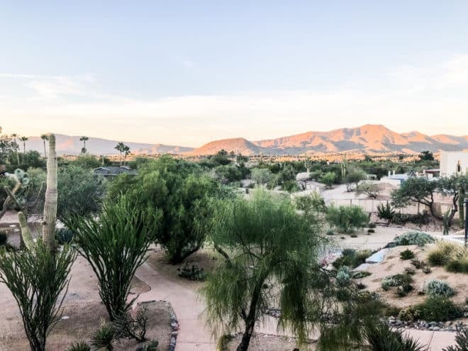 the dessert shrubbery with mountains in the distance in phoenix