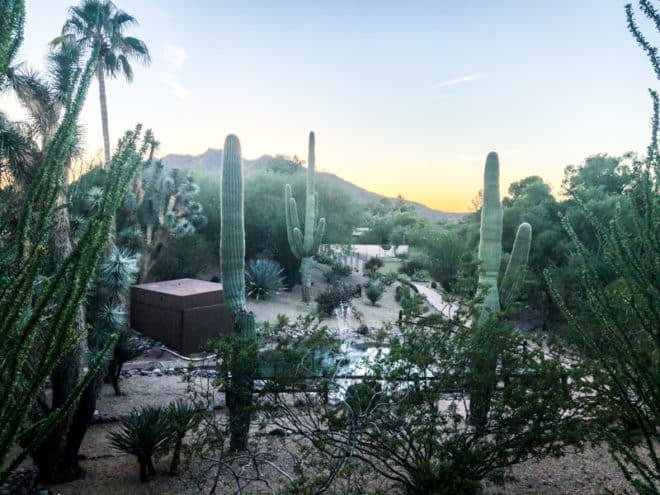 dessert vegetation in phoenix at sunset