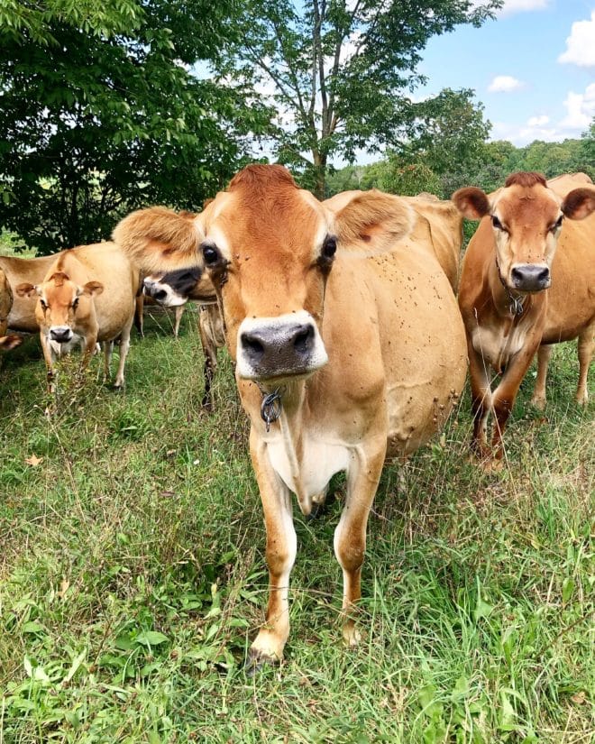 Stoneybrook Farms cows in a field