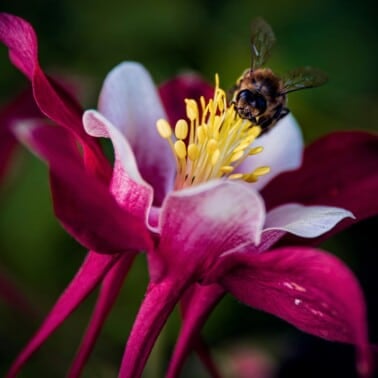 bee pollinating purple flower