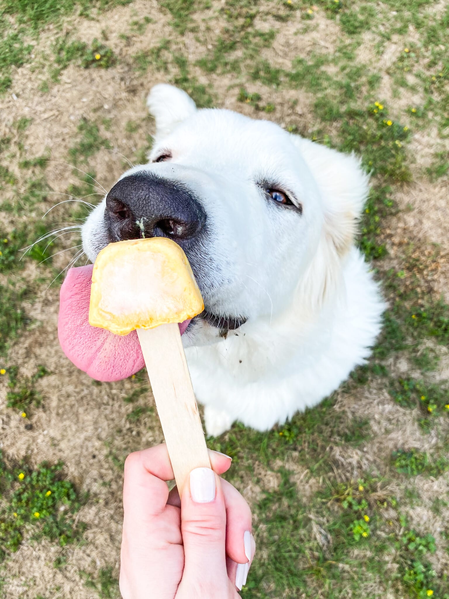 a puppy licking a probiotic yogurt pupsicle that a human hand is holding in a grassy yard
