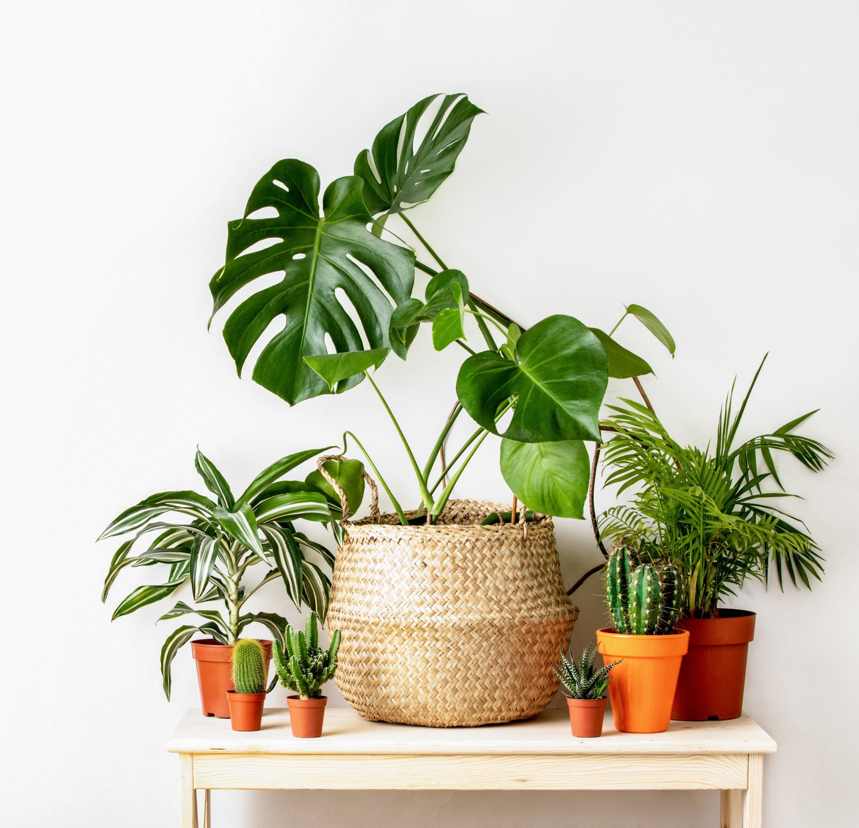 various houseplants sitting on a small table in front of a white wall