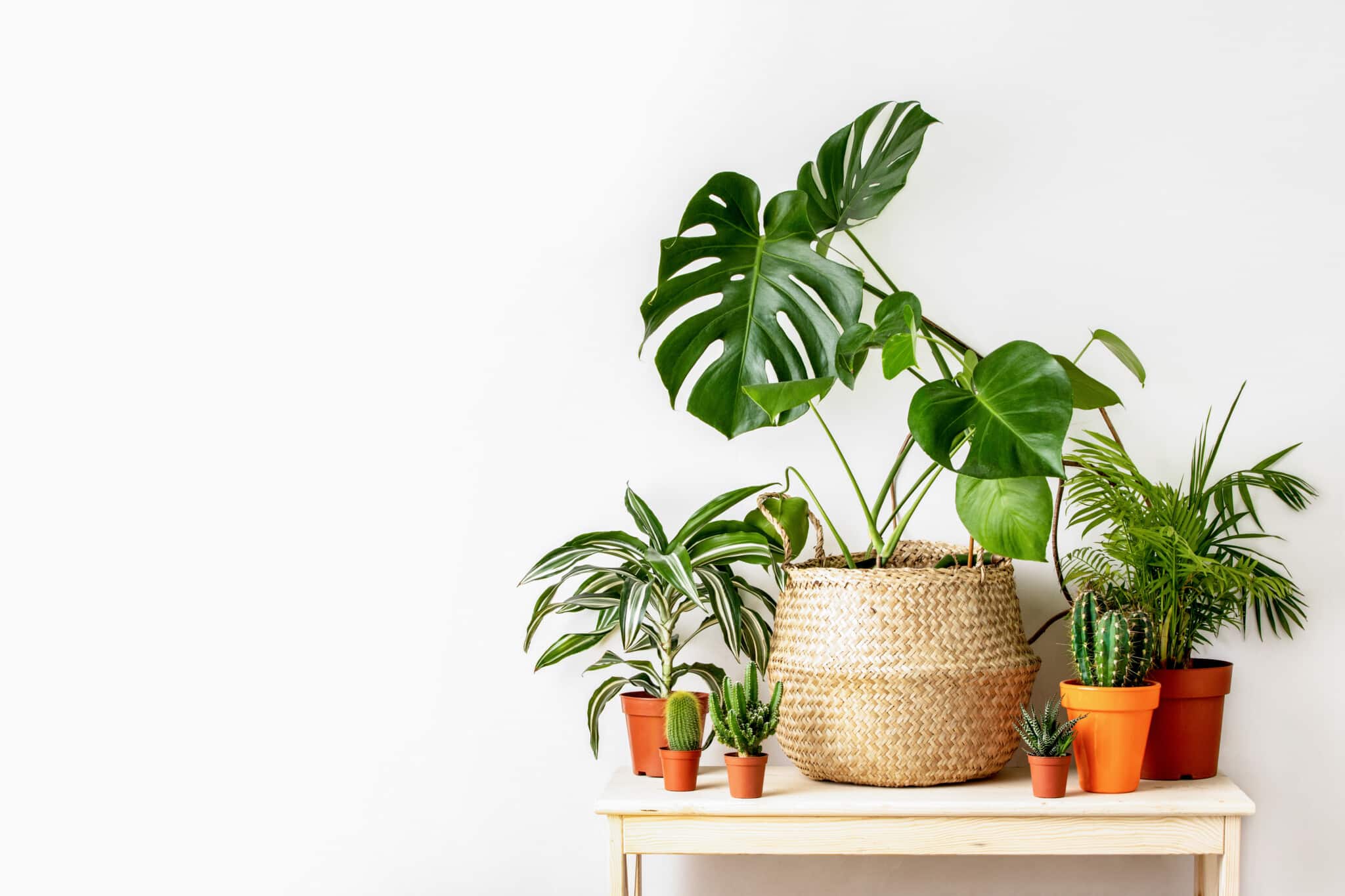 various houseplants sitting on a small table in front of a white wall