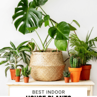 ¿Está bien tener muchas plantas de interior?