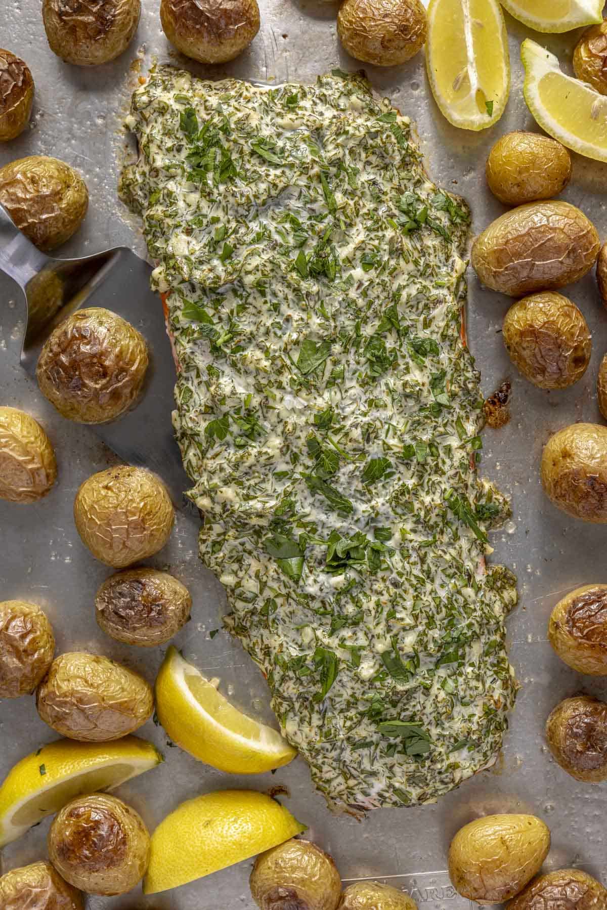 A large salmon fillet covered with an herb mayo sauce on a sheet pan surrounded by roasted baby potatoes.
