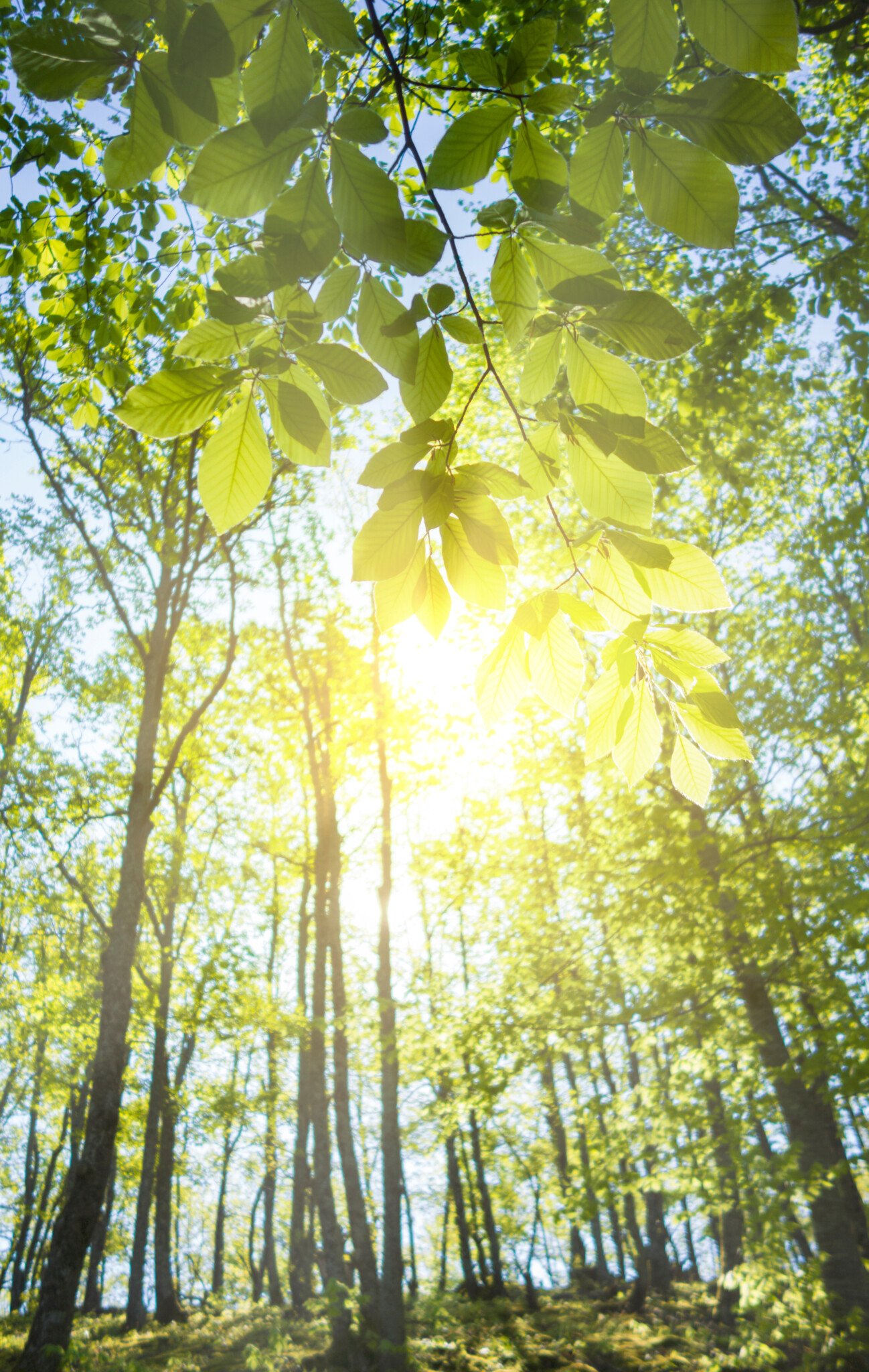 Bright rays of morning light coming through the fresh new leaves of a beech tree.